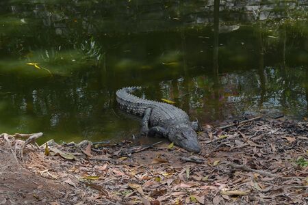 Crocodile lying near the pond in Vietnamの写真素材