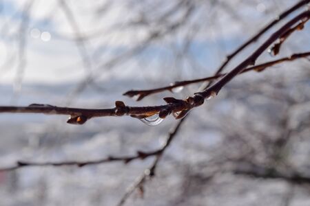 Melting snow on the branch in early springtime. Melted snow formatting the drops of water on the branchesの写真素材