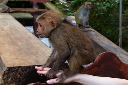 Adorable little monkey sitting on the woman's hand while another one is watching her in the backgroundの写真素材
