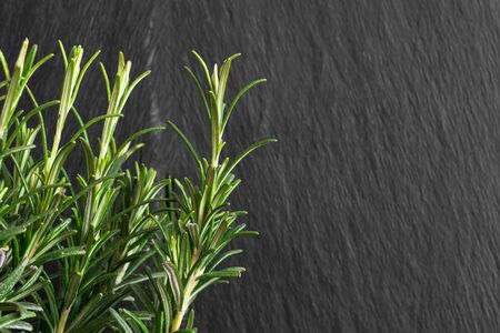 Growing fresh Rosemary branches in front of the black rock backgroundの写真素材