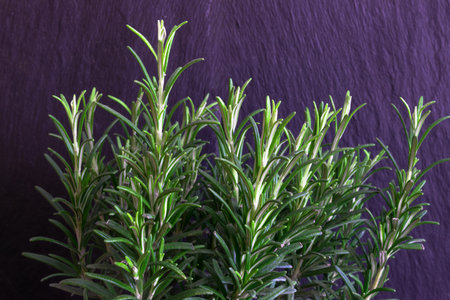 Growing Rosemary in front of the purple rock backgroundの写真素材