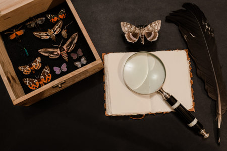 Butterflies collector background composition: old wooden collection box with the butterflies and insects, old notebook, magnifying glass, feather pencil. Mysterious, dark style and free spaceの写真素材
