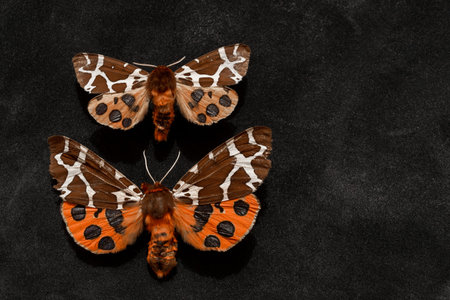 Two very old Garden tiger moths taken from butterflies collection box and placed on black backgroundの写真素材