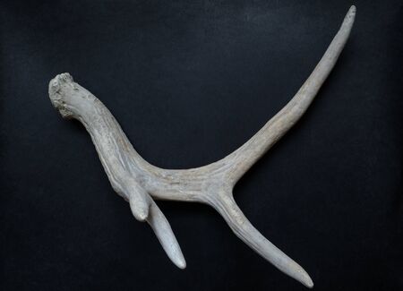 Very old part of white deer horn on dark background with free spaceの写真素材