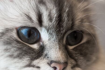 Siberian Neva Masquerade close up cat face. In focus one very deep blue eyeの写真素材