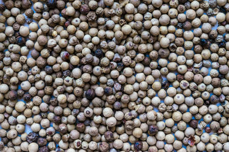 Close up white peppers round grains backgroundの写真素材