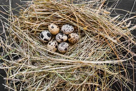 Close up view from above of seven quail eggs in fresh hay nest on flack stone background surfaceの写真素材