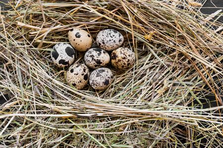 Close up view from above of seven quail eggs in fresh hay nestの写真素材
