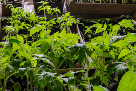 Young tomato plants growing at home in early spring time and about to be ready for transplantation...