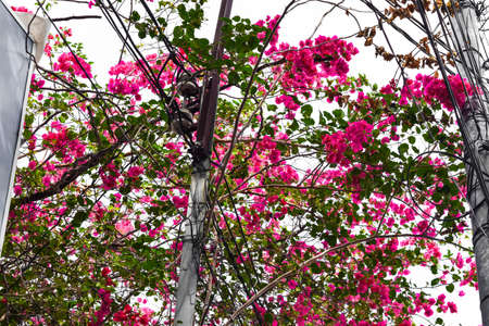 Big tree with huge amount of pink blossoms and surrounded by electrical wires in Vietnamの写真素材