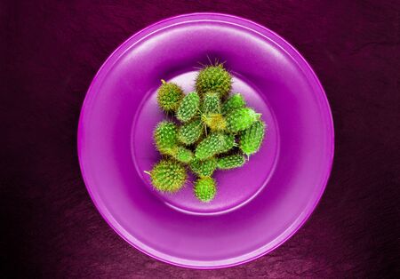 Abstract. Pile of small cactus in purple, pink plate on burgundy color stone background surfaceの写真素材
