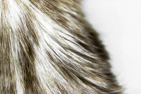 Blurry and noisy beige color cat fur background surface with partly white free space