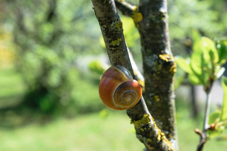 Brown snail hanging on tree branch in springtime morningの写真素材