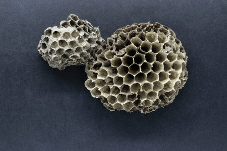 Round, very old, gray and abandoned wasps nests on black background surface