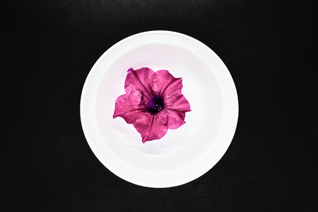 Pink petunia flower blossom floating in the white cup full of water on black background surfaceの写真素材