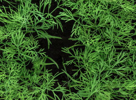 Background surface of young and fresh growing dill macro view from aboveの写真素材