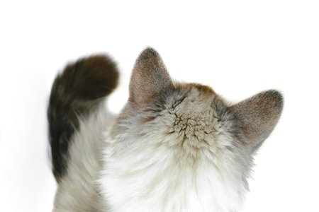 Siberian Neva Masquerade cat view from top in white backgroundの写真素材