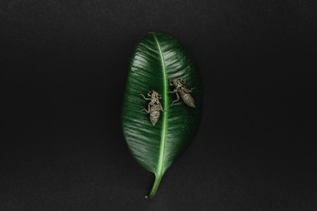 Two dry and abandoned dragonfly cocoons sitting on green leaf on black background surfaceの写真素材