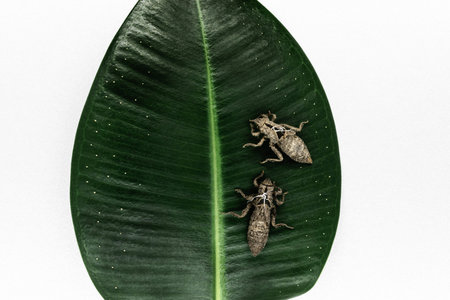 Two dry and abandoned dragonfly cocoons sitting on green leaf on white background surfaceの写真素材