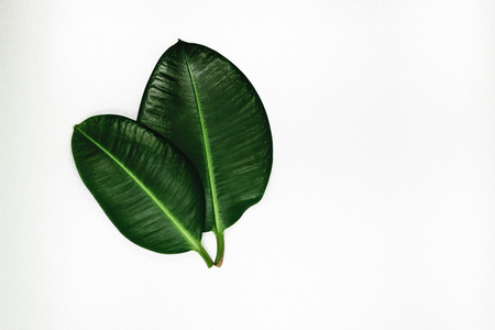Two sharp view and green ficus leaves on a silver background surface with free spaceの写真素材