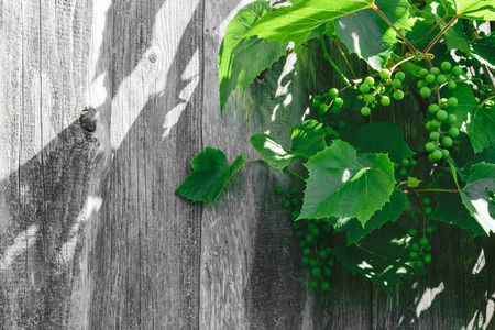 Growing green grape in grey wood wall background surfaceの写真素材