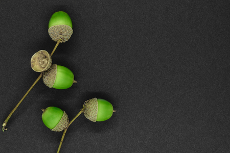 Green and young oak acorns on black background with copy spaceの写真素材