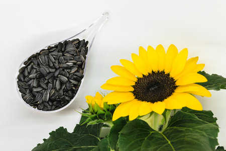 Composition of black sunflower seeds placed in the shape of drop transparent  bowl and blurred and out of focus sunflowerの写真素材