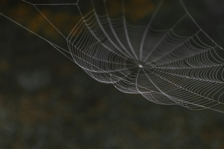 Hanging spider web in front of the brown and blurry nature background. One part of spider web is in focus, other is blurredの写真素材