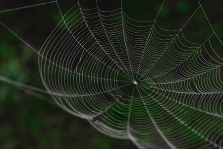 Hanging spider web in front of the green and blurry nature background. One part of spider web is in focus, other is blurredの写真素材