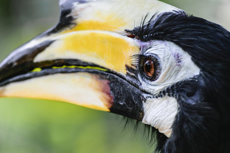 Portrait of colorful great hornbill bird in green foliage backgroundの写真素材