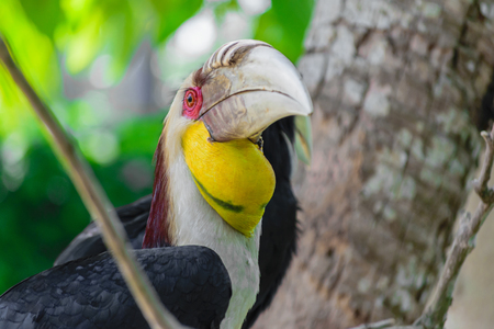 Portrait of colorful male wreathed hornbill bird sitting on the branch in rainforestの写真素材
