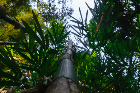 Up view from the ground of green and big bamboo tree trunk in rainforestの写真素材