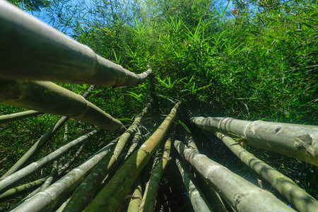Up view from the ground of green and big bamboo tree trunks in rainforestの写真素材