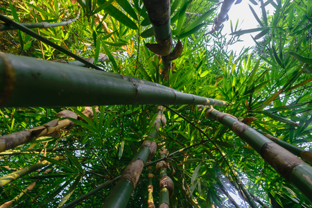 Up view from the ground of green and big bamboo tree trunks in rainforestの写真素材