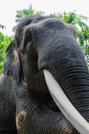 Profile view of giant Sumatra elephant with big tusk sitting in front of green jungle backgroundの写真素材