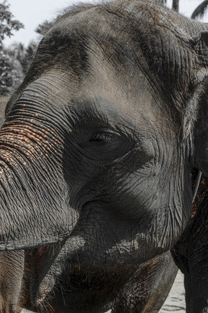 Profile view of huge Sumatra elephant trying to reach something with his trunkの写真素材