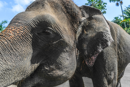 Profile view of huge Sumatra elephant trying to reach something with his trunkの写真素材