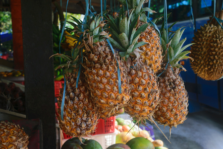 Yellow pineapples hanging in local fruit market in Indonesiaの写真素材