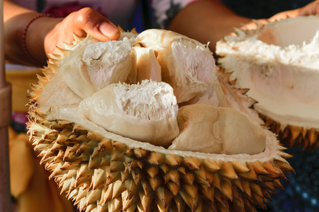 Woman holding divided in the half Durian fruitの写真素材
