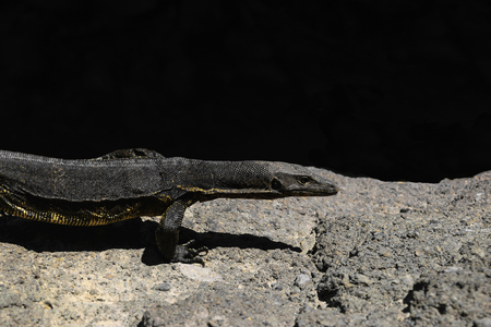 Asian water monitor lizard walking on rocky land in Bali, Indonesiaの写真素材