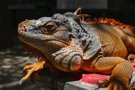 Portrait of seriously looking orange iguana sitting on the wooden background in Bali, Indonesiaの写真素材