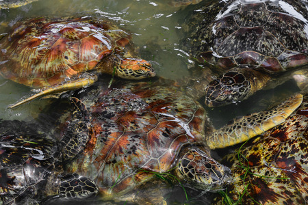 Many sea turtles swimming in the water pond in Bali, Indonesiaの写真素材