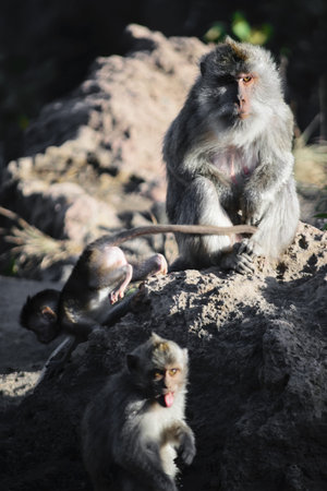 Female monkey sitting on the stone and watching her baby monkeys