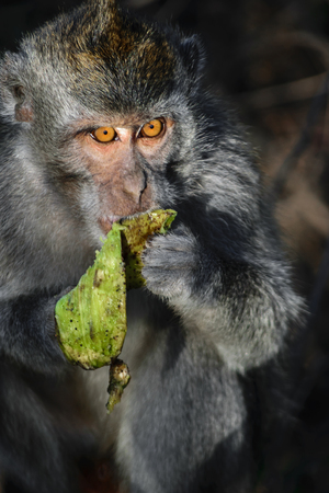 Monkey with orange eyes eating the green leafの写真素材