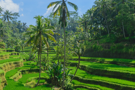 Tegalalang rice terraces, sunny day and green jungles in Ubud, Baliの写真素材