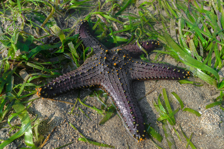 Black sea star with yellow dots lying in ocean water and surrounded by green seaweedの写真素材