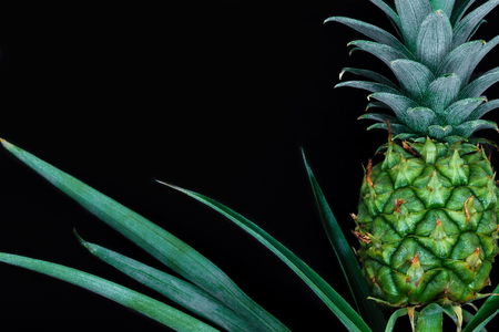 Small and young green growing pineapple isolated on black background with copy spaceの写真素材