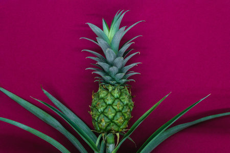 Small and young green growing pineapple on burgundy matt background