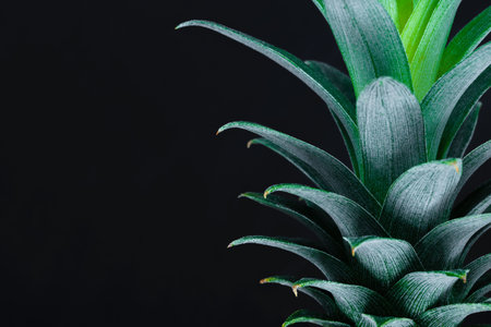Green growing pineapple top crown on black background with copy space