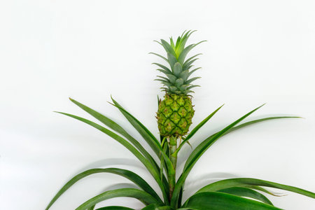Small and young green growing pineapple on white backgroundの写真素材
